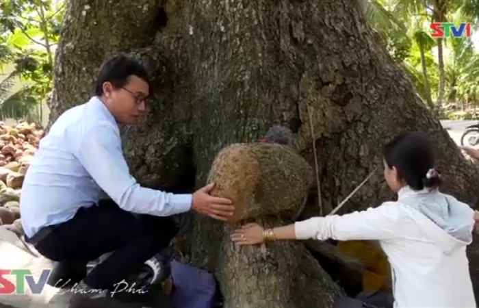 STV khám phá - Cù Lao Dung du ký: Hơn 400 năm - Đây là cây bàng có tuổi thọ lớn nhất Việt Nam?